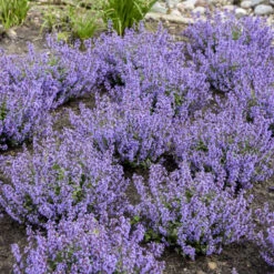 'Cat's Pajamas' Catmint 14 'Cat's Pajamas' Catmint -Garden Plants Store 007a41431a16418c80d39db60b946bc7