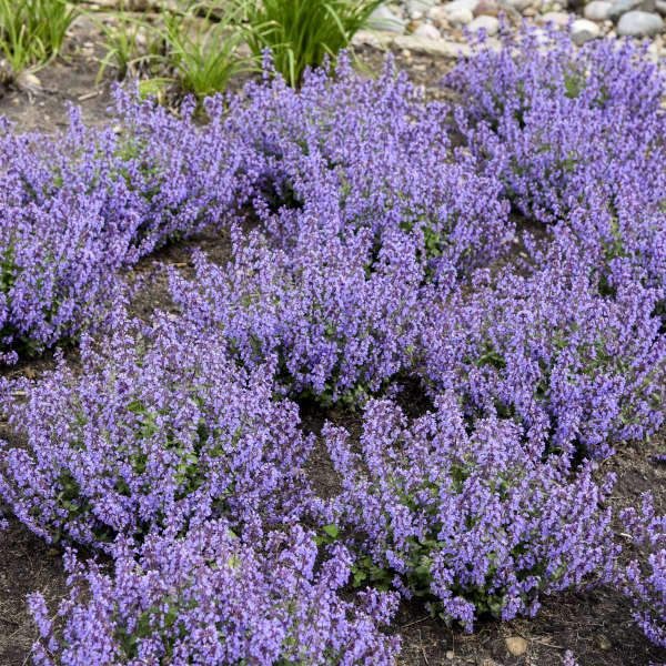 'Cat's Pajamas' Catmint 8 'Cat's Pajamas' Catmint - Image 6