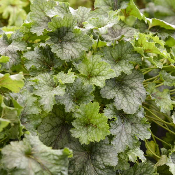 Fun And Games® 'Shadow Tag' Foamy Bells 4 Fun And Games® 'Shadow Tag' Foamy Bells - Image 2