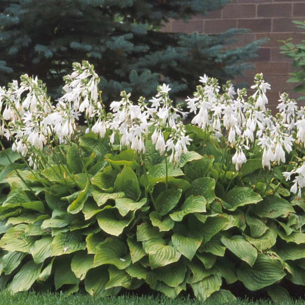 'Royal Standard' Hosta 4 'Royal Standard' Hosta - Image 2
