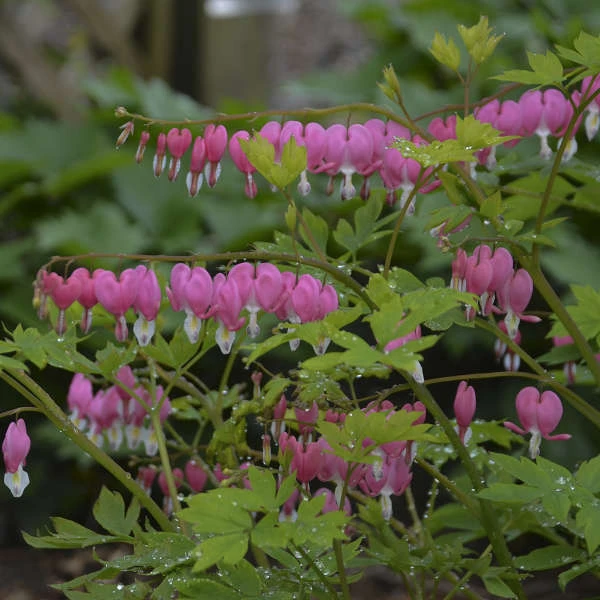 Bleeding Heart 3 Bleeding Heart