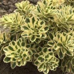 'Atlantis' Stonecrop -Garden Plants Store 074d3ed772fe925ab043a076e3d349e4