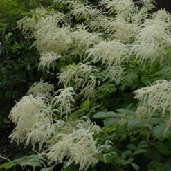 Goatsbeard -Garden Plants Store 0824a22ae2f32d6ef4eb03426428965e