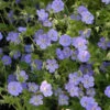 Rozanne® Cranesbill