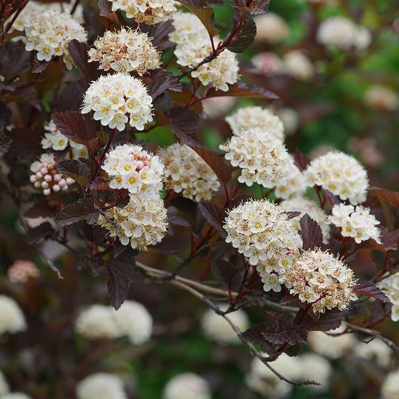 Ginger Wine® Ninebark 4 Ginger Wine® Ninebark - Image 2