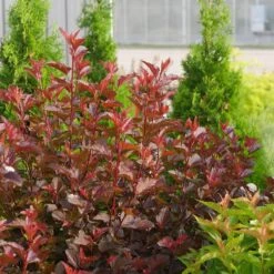 Ginger Wine® Ninebark 10 Ginger Wine® Ninebark -Garden Plants Store 1034 4523 popup sw