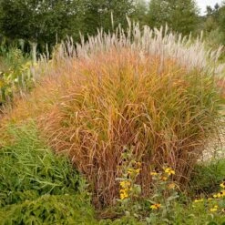 Purple Eulalia -Garden Plants Store 111 1217 popup sw