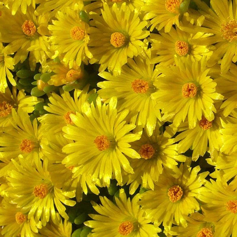 'Gold Nugget' Ice Plant 3 'Gold Nugget' Ice Plant