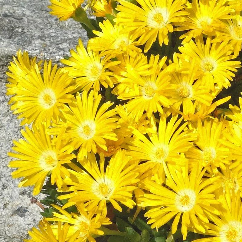 'Gold Nugget' Ice Plant 4 'Gold Nugget' Ice Plant - Image 2