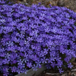 'Violet Pinwheels' Creeping Phlox -Garden Plants Store 116ee91bcb827ca51607a57f7cd9bae9