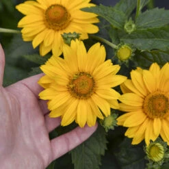 Tuscan Gold™ False Sunflower -Garden Plants Store 11b3c7bafa35c699d5a58be11810103a