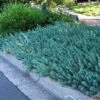 'Blue Spruce' Stonecrop 2 'Blue Spruce' Stonecrop -Garden Plants Store 120 2413 popup sw