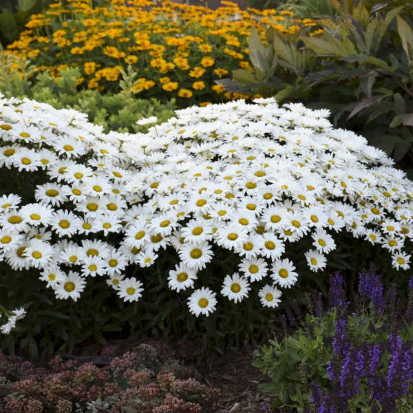 Amazing Daisies® Daisy May® Shasta Daisy 5 Amazing Daisies® Daisy May® Shasta Daisy - Image 3