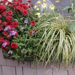 'Evergold' Sedge -Garden Plants Store 128 991 popup