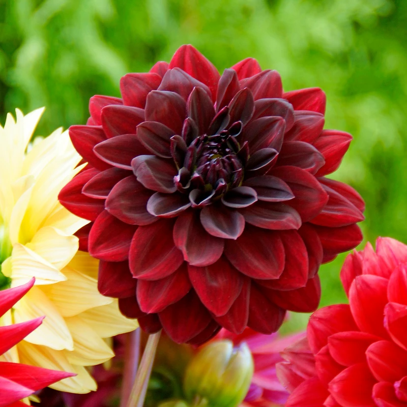 'Arabian Night' Dahlia 6 'Arabian Night' Dahlia - Image 4