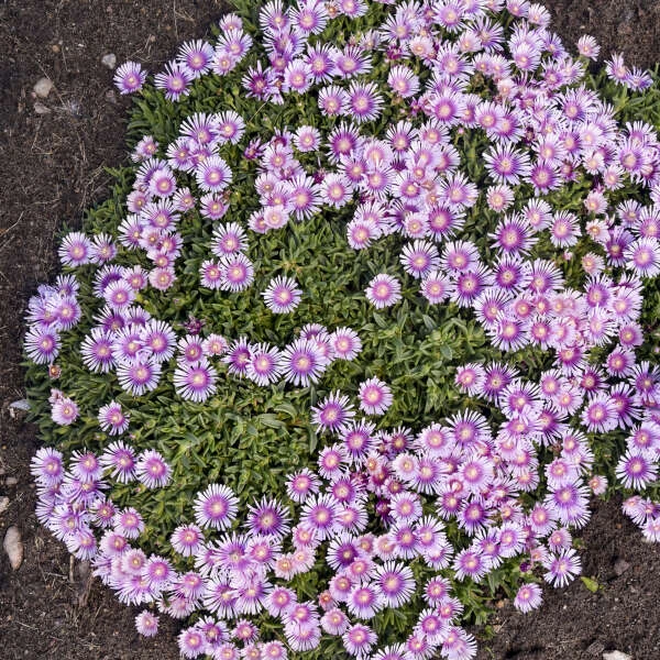 Kaleidoscope™ 'Pink Radiance' Ice Plant 4 Kaleidoscope™ 'Pink Radiance' Ice Plant - Image 2