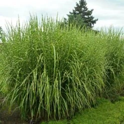 'Strictus' Maiden Grass -Garden Plants Store 138 1218 popup sw