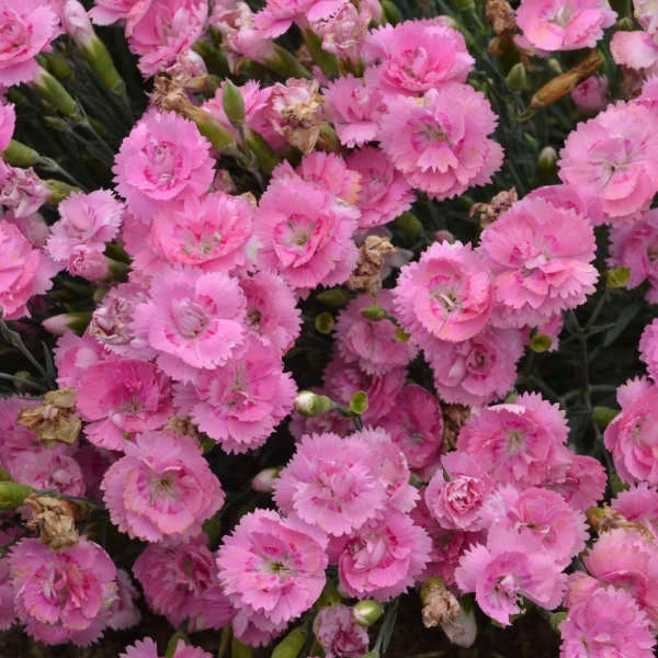 Fruit Punch® 'Sweetie Pie' Dianthus 3 Fruit Punch® 'Sweetie Pie' Dianthus