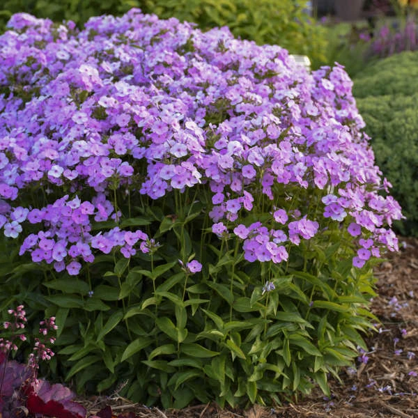 'Opening Act Blush' Hybrid Phlox 4 'Opening Act Blush' Hybrid Phlox - Image 2