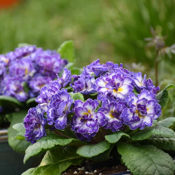 Bouquet Perfect™ 'Blue Ripples' Primrose 4 Bouquet Perfect™ 'Blue Ripples' Primrose - Image 2