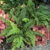 Korean Tassel Fern 1 Korean Tassel Fern -Garden Plants Store 152 1266 popup sw
