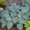 'Prairie Sky' Hosta -Garden Plants Store 170db7ffe69d630991e6e53a93d56c21