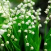 Lily Of The Valley -Garden Plants Store 176 convallaria lily of the valley 1
