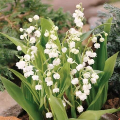 Lily Of The Valley -Garden Plants Store 176 convallaria lily of the valley 3