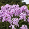 Luminaryâ„¢ 'Opalescence' Phlox 2 Luminaryâ„¢ 'Opalescence' Phlox -Garden Plants Store 1887c8fe50c69809751e3627af0a96ed