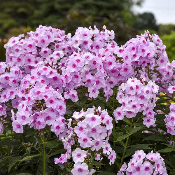 Luminary™ 'Opalescence' Phlox 3 Luminary™ 'Opalescence' Phlox
