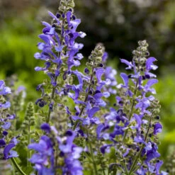 Living Large™ Big Sky Salvia 8 Living Large™ Big Sky Salvia -Garden Plants Store 1d57ccc8c8b97238f0b12807d303e1b8