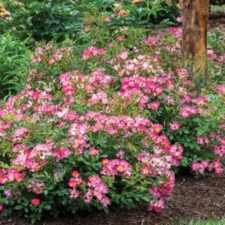 Pink Drift® Rose -Garden Plants Store 2