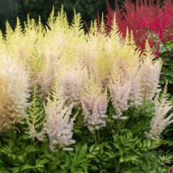 'Milk And Honey' Astilbe 9 'Milk And Honey' Astilbe -Garden Plants Store 200630gbo002AstilbeMilkandHoney 800x800 eb98305