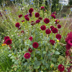 Garden Plants Store -Garden Plants Store 200820gbo110DahliaArabiannight 800x800 75da40b