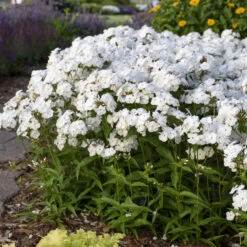 'Opening Act White' Hybrid Phlox 10 'Opening Act White' Hybrid Phlox -Garden Plants Store 2086636338d2bfcc9873fb0b305b67a1