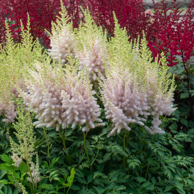 'Milk And Honey' Astilbe 5 'Milk And Honey' Astilbe - Image 3