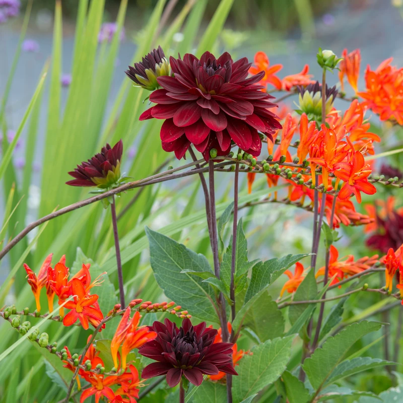 'Arabian Night' Dahlia 3 'Arabian Night' Dahlia