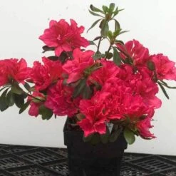 Bloom-A-Thon® Pink Double Reblooming Azalea -Garden Plants Store 224 1696 popup 62652c6f 9275 42ba a7d2 0fe27404ca31 sw