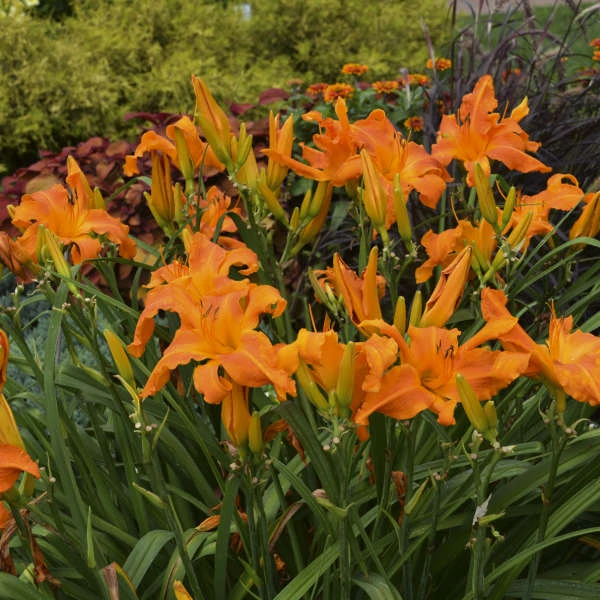 Rainbow Rhythm® 'Primal Scream' Daylily 4 Rainbow Rhythm® 'Primal Scream' Daylily - Image 2
