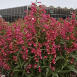 Bejeweled™ 'Rose Rhinestones' Beardtongue -Garden Plants Store 227120f3995c5a1935960b7899f88d8c
