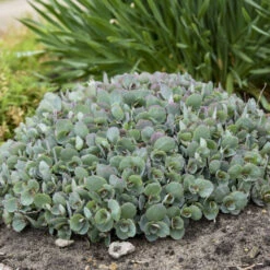Rock 'N Round™ 'Popstar' Stonecrop -Garden Plants Store 227f54d52c5ff9d8c85dac352f099660