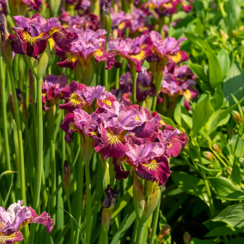 'Miss Apple' Siberian Iris 5 'Miss Apple' Siberian Iris - Image 3