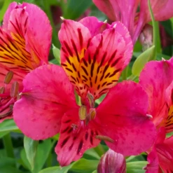 'Majestic Tierce' Peruvian Lily 5 'Majestic Tierce' Peruvian Lily -Garden Plants Store 230713kwe002AlstroemeriaMajesticTierce 800x800 f027072