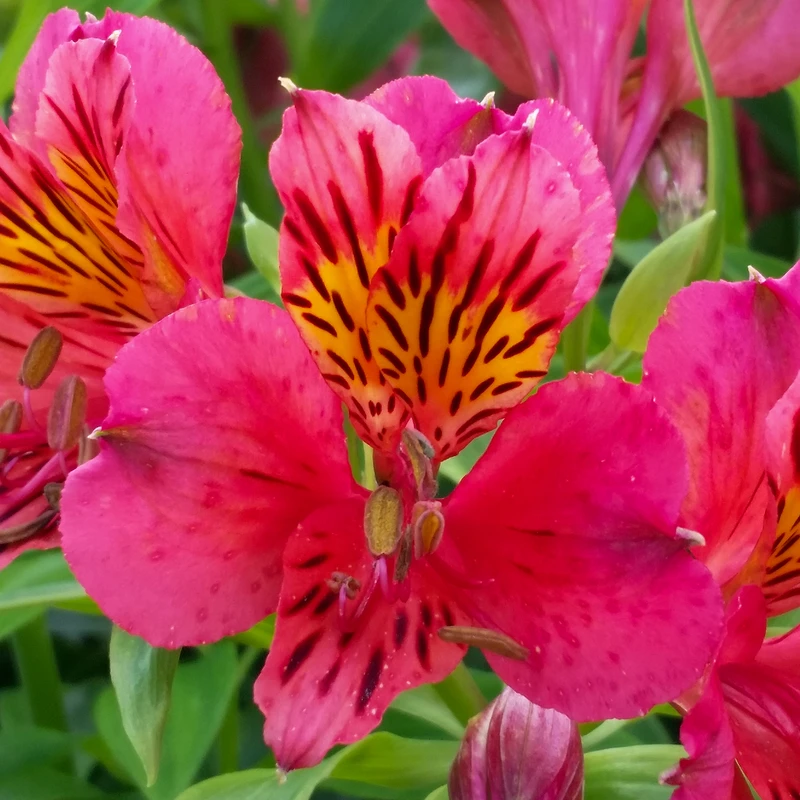 'Majestic Tierce' Peruvian Lily 4 'Majestic Tierce' Peruvian Lily - Image 2