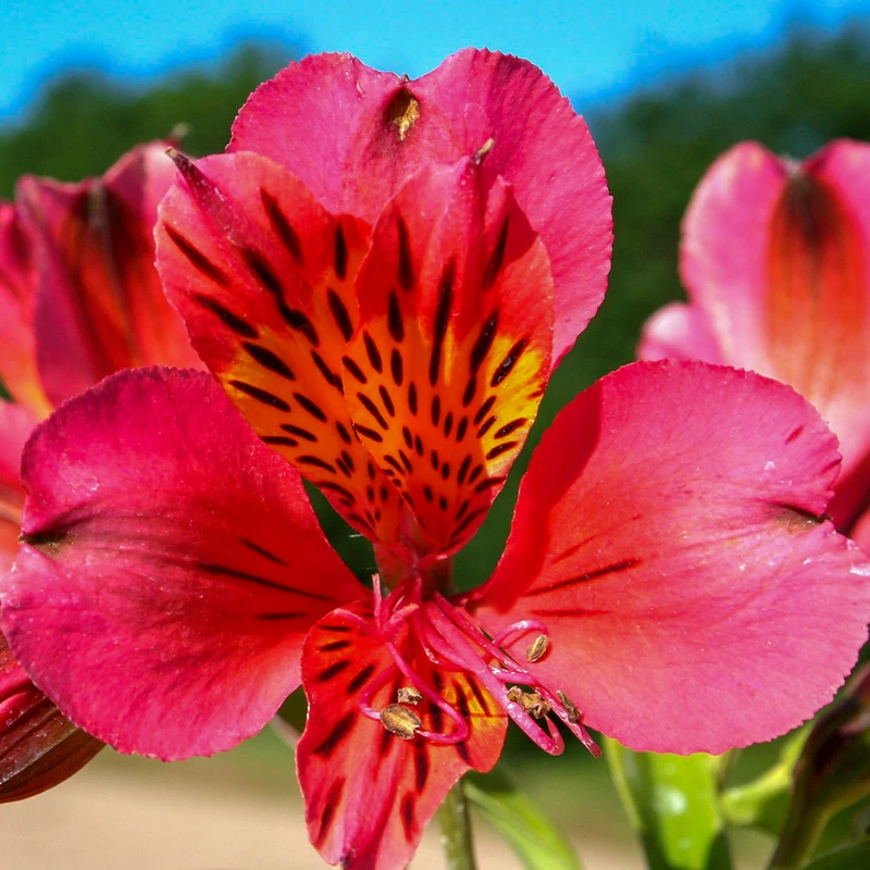 'Majestic Tierce' Peruvian Lily 3 'Majestic Tierce' Peruvian Lily