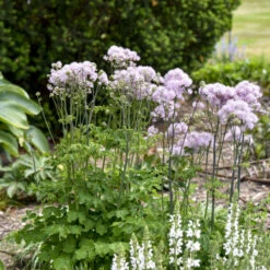 'Cotton Candy' Meadow Rue -Garden Plants Store 262a9238643872e11d57edc477464dbf