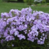 'Opening Act Blush' Hybrid Phlox 2 'Opening Act Blush' Hybrid Phlox -Garden Plants Store 28b1439c8c26a9123460087a2050eb29