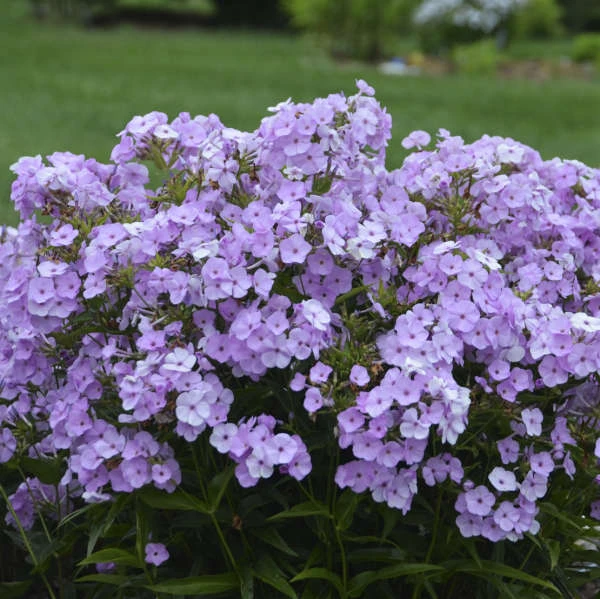'Opening Act Blush' Hybrid Phlox 3 'Opening Act Blush' Hybrid Phlox
