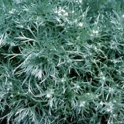 'Silver Mound' Wormwood 10 'Silver Mound' Wormwood -Garden Plants Store 299 1110 popup sw