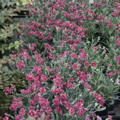 Fruit Punch® 'Black Cherry Frost' Dianthus 10 Fruit Punch® 'Black Cherry Frost' Dianthus -Garden Plants Store 2abdf933c70bf61f7f5db61c2d748d07